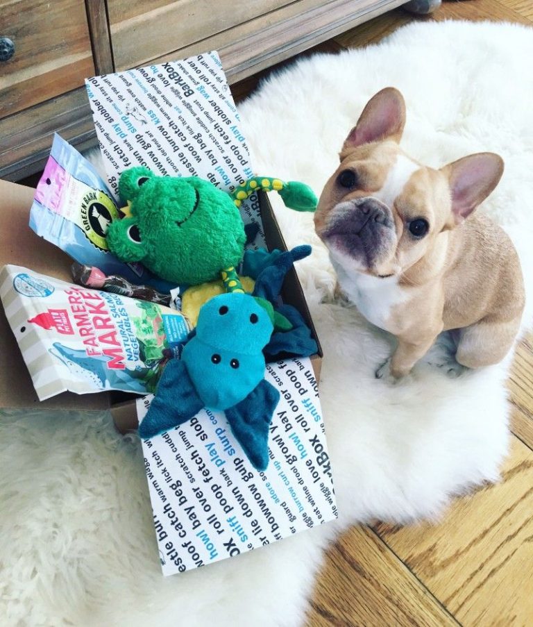 Puppy Toys to Keep Them Busy: Benefits, Durable Choices, and Healthy Play