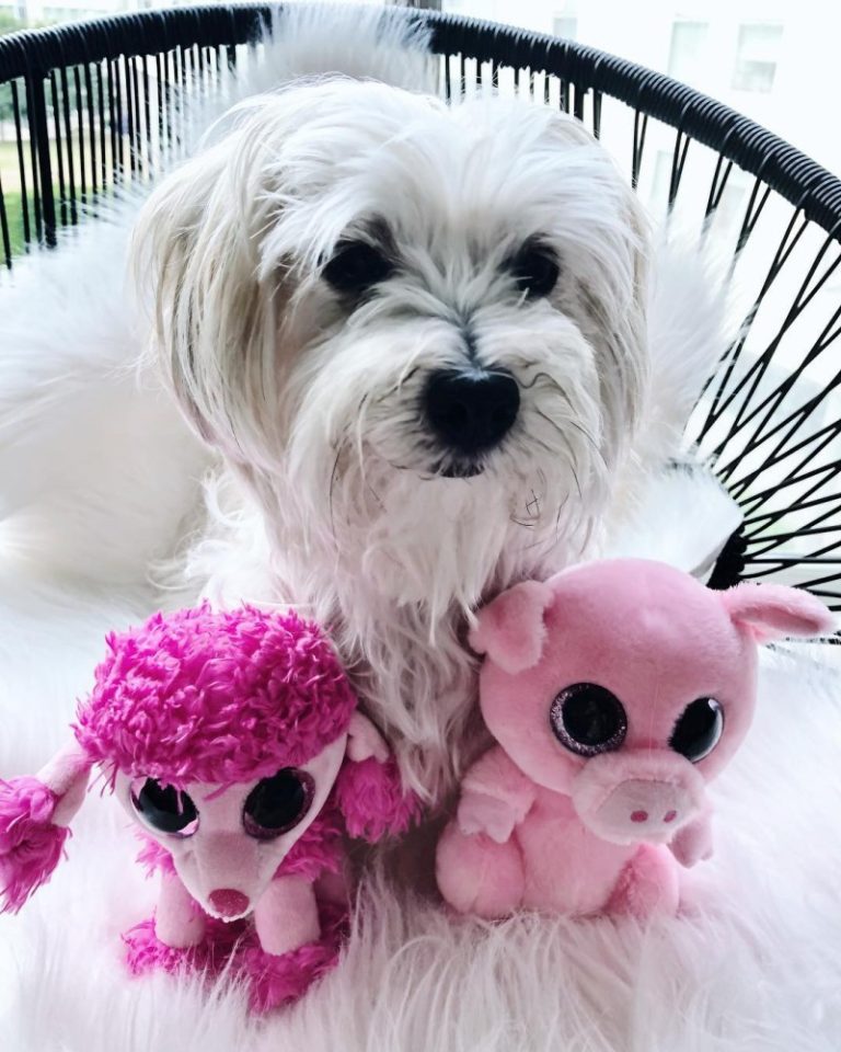 Perfect Features of Our Puppy Dog Plush Toy: The Ultimate Toy for Your Pet’s Joy