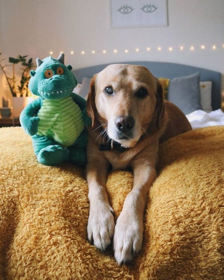 Blue Dog Plush Toy: The Perfect Toy with Unique Features